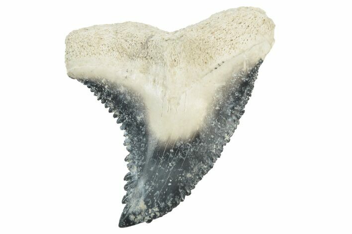 Fossil Shark Tooth (Hemipristis) - Bone Valley, Florida #235618